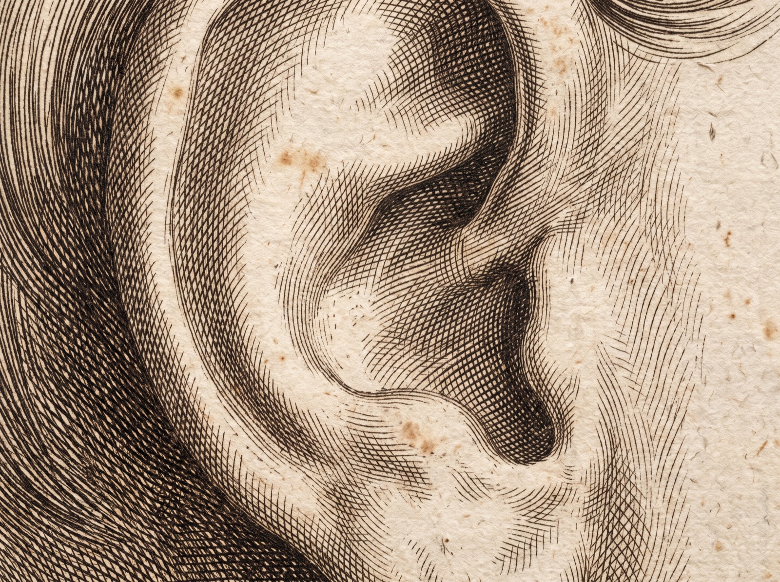 Engraved study of an ear in fine line hatching